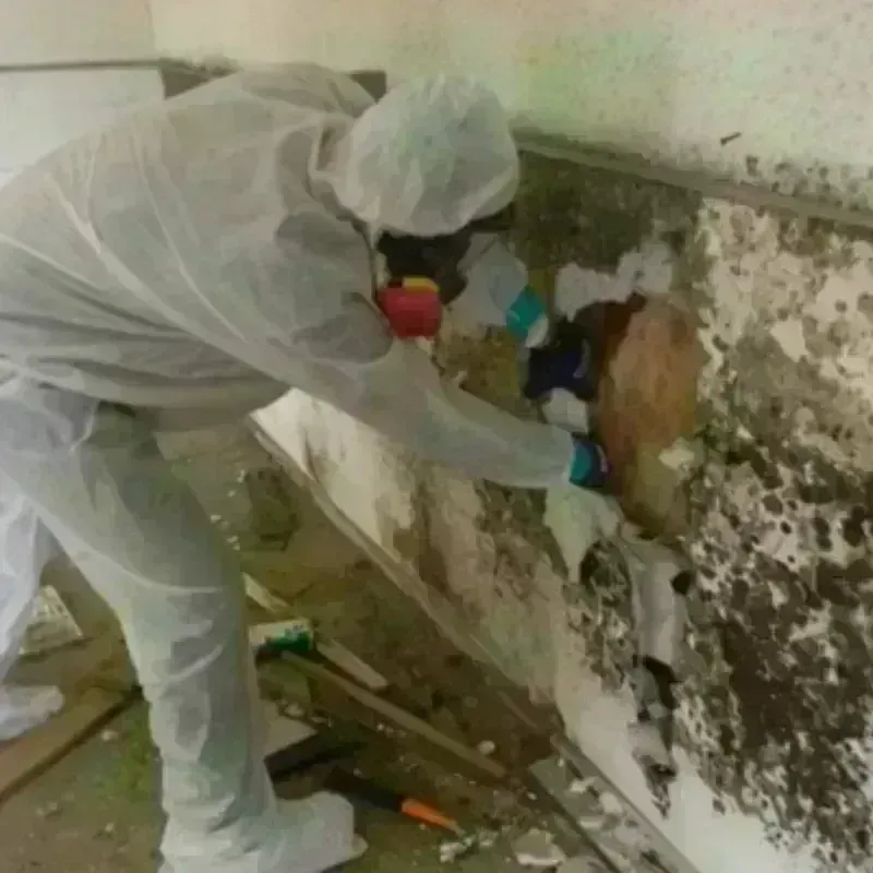 Mold Remediation and Removal in Bedford, KY